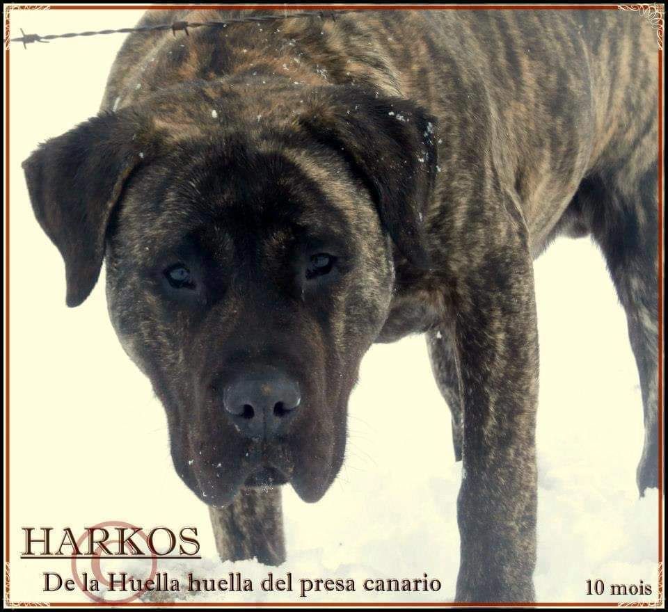 Harkos De La Huella Del Presa Canario