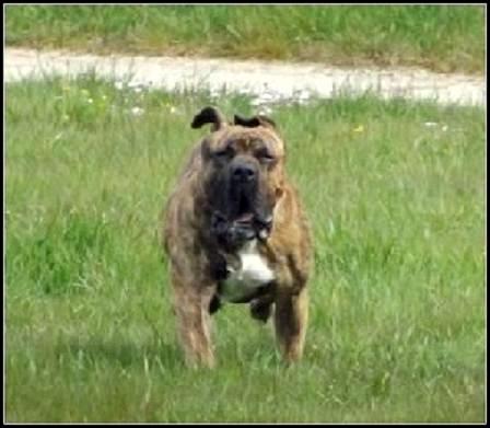 Haribo De La Huella Del Presa Canario