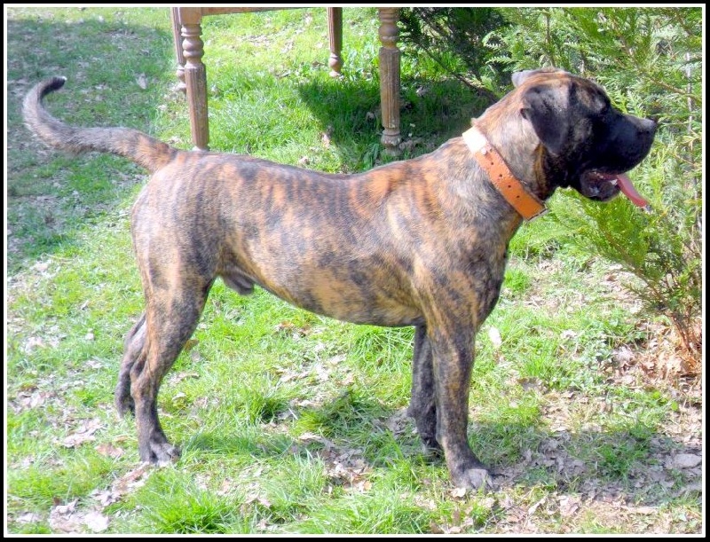Gitan (dit titan) De La Huella Del Presa Canario