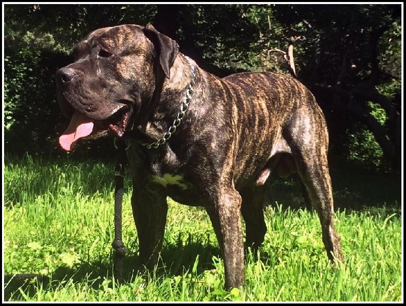 CH. Genghis khan De La Huella Del Presa Canario