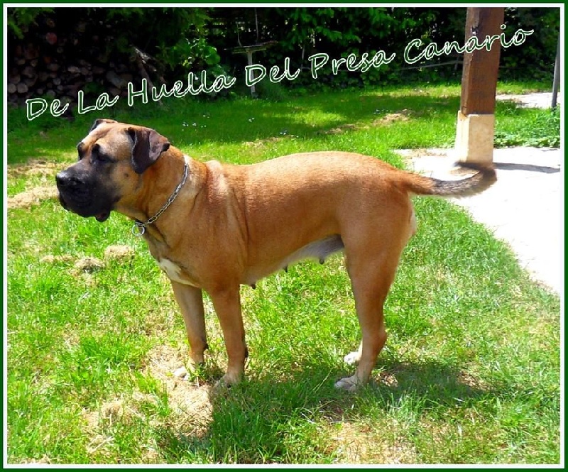 Gina De La Huella Del Presa Canario