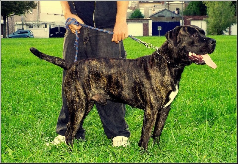 I'trust De La Huella Del Presa Canario