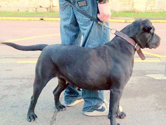 Haika De La Huella Del Presa Canario