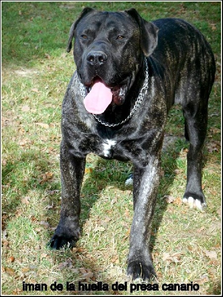 Iman De La Huella Del Presa Canario