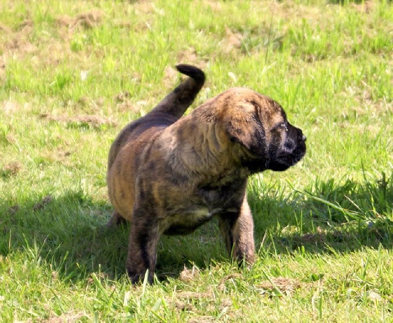 Jeepsy De La Huella Del Presa Canario