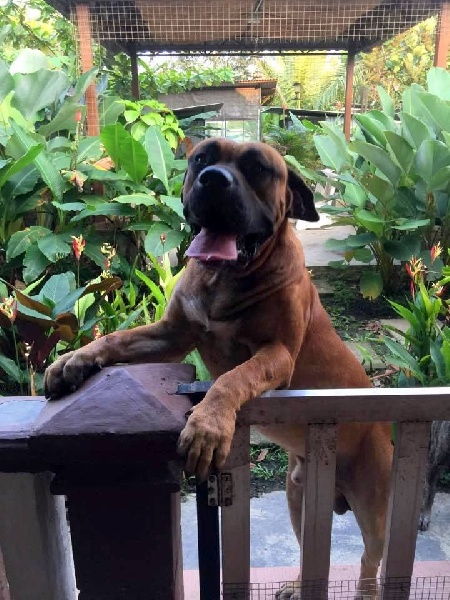 I'oro De La Huella Del Presa Canario