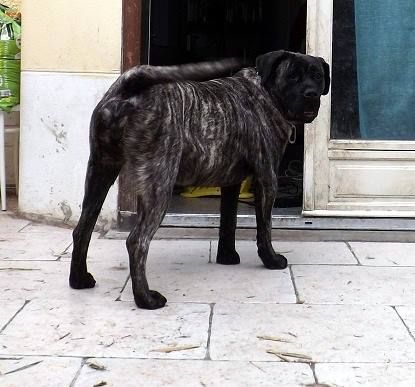 Holly De La Huella Del Presa Canario