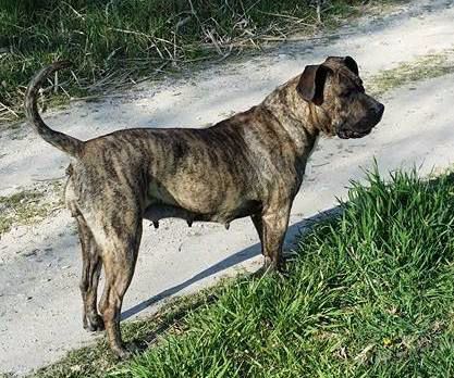 Hinata De La Huella Del Presa Canario