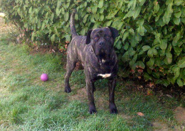 Hunzo dit marley De La Huella Del Presa Canario