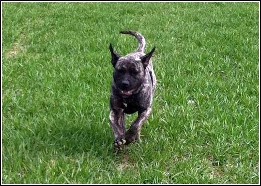 Herika De La Huella Del Presa Canario