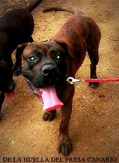 Inzo (dit icar) De La Huella Del Presa Canario