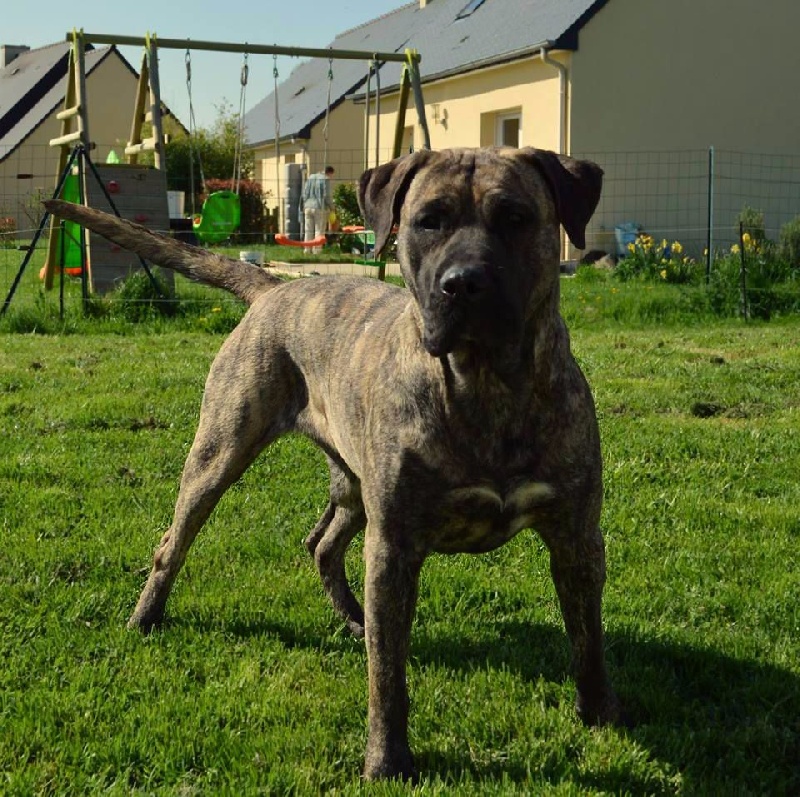 Heywa De La Huella Del Presa Canario