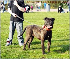 Joyce De La Huella Del Presa Canario