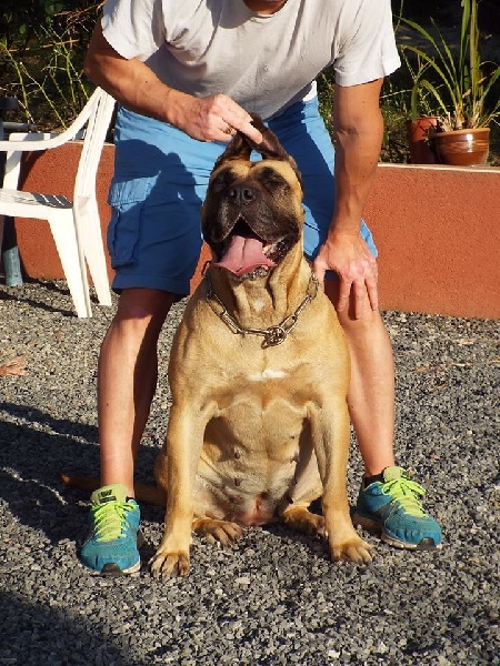 Gaya De La Huella Del Presa Canario