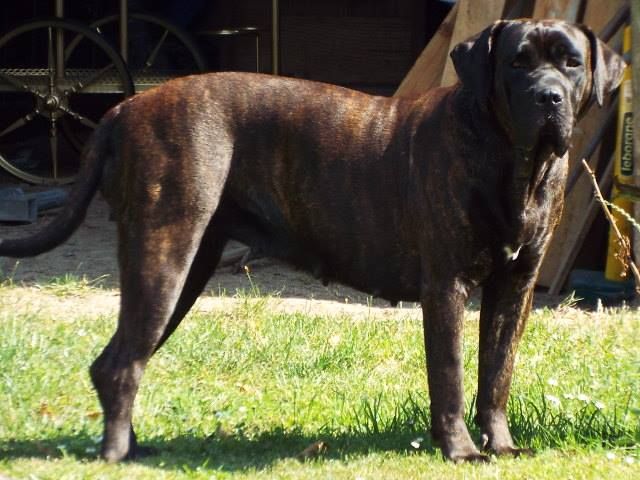I'sakura De La Huella Del Presa Canario