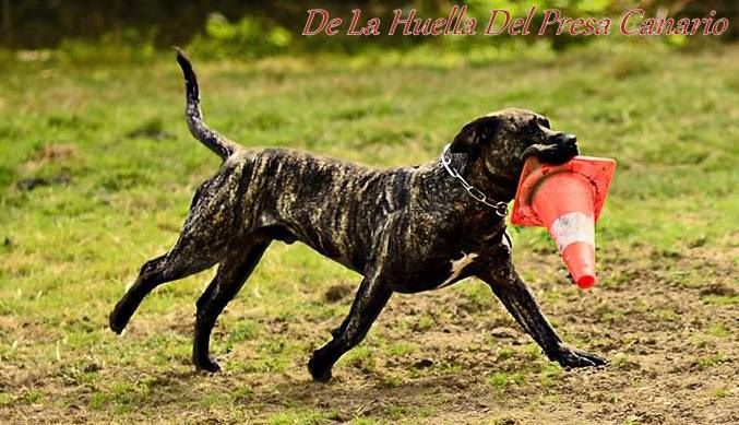Iron De La Huella Del Presa Canario