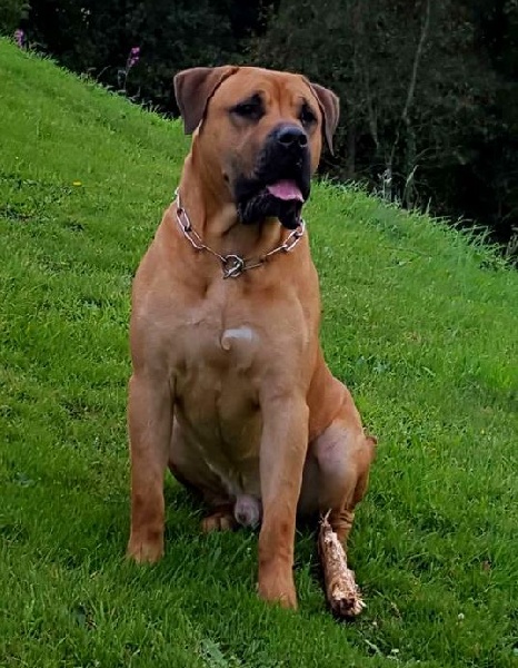Jazz De La Huella Del Presa Canario