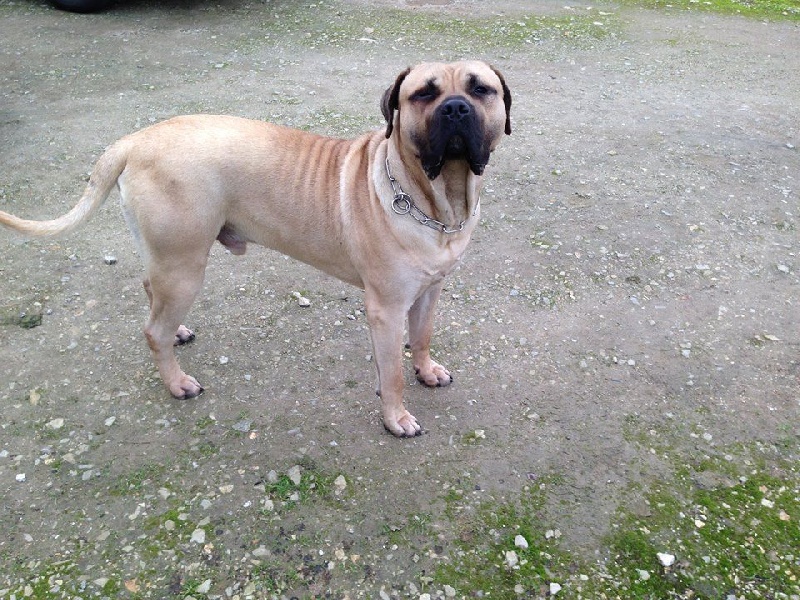 Jude De La Huella Del Presa Canario