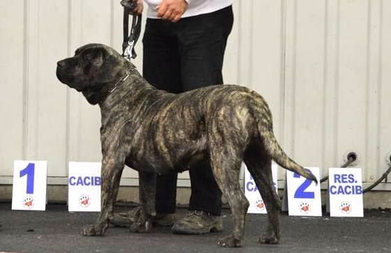 Irina De La Huella Del Presa Canario