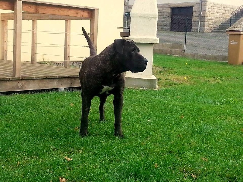 Ioupie De La Huella Del Presa Canario