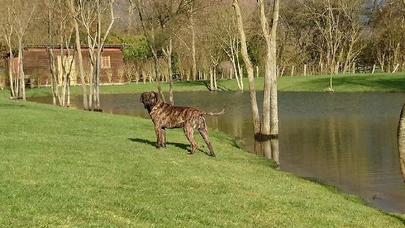 Ice-t (dit icare) De La Huella Del Presa Canario