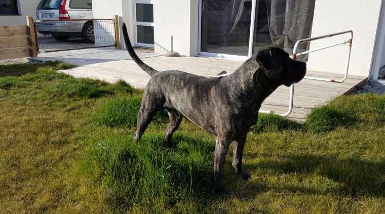 Hko De La Huella Del Presa Canario