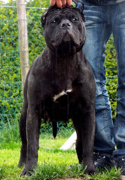 Hémara De La Huella Del Presa Canario