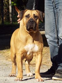 Horka De La Huella Del Presa Canario