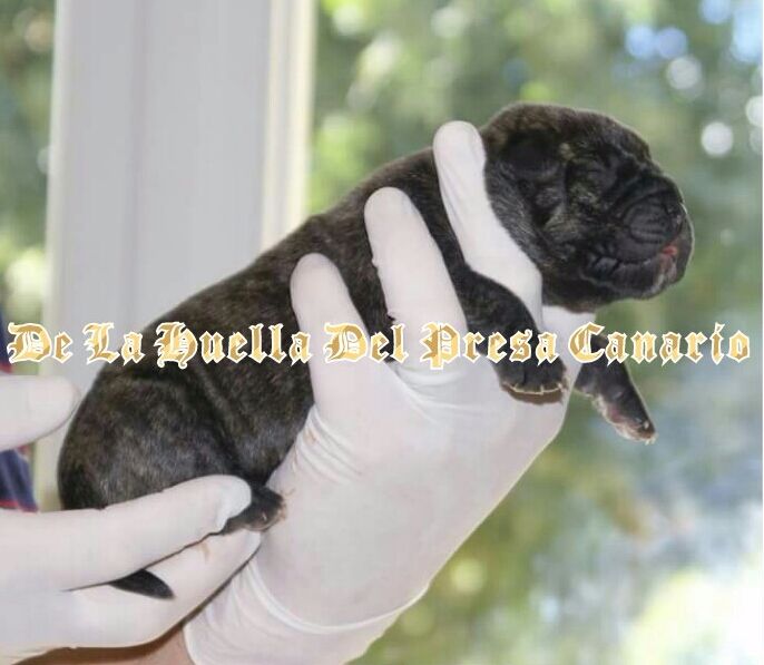 Iris De La Huella Del Presa Canario