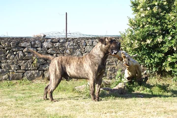 Jacal De La Huella Del Presa Canario