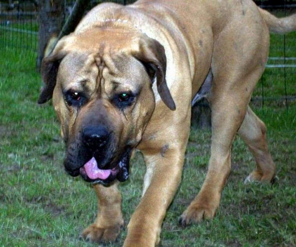 Hulk De La Huella Del Presa Canario