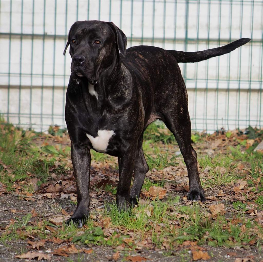 Palma De La Huella Del Presa Canario