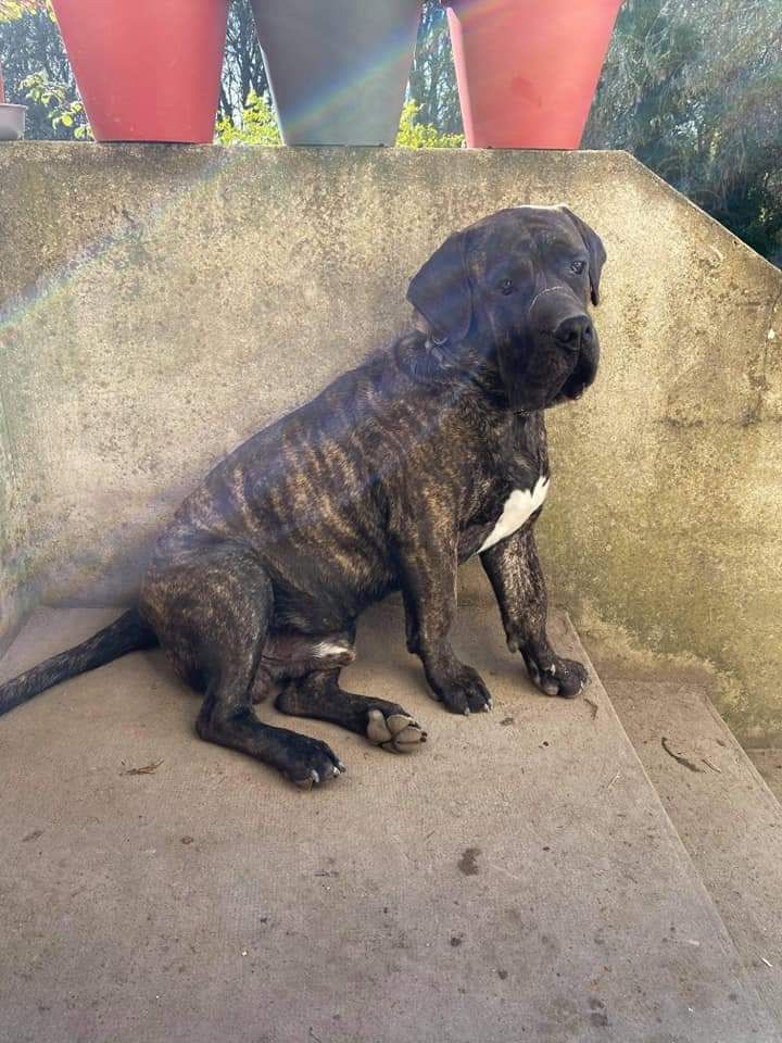 Paolo De La Huella Del Presa Canario