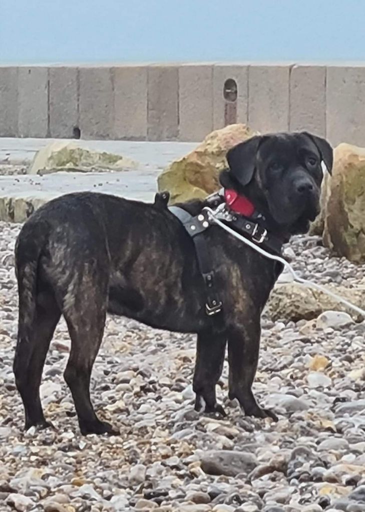 Peeta dit gringos De La Huella Del Presa Canario