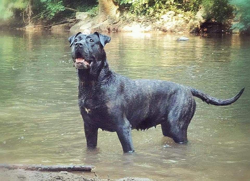 Hyra De La Huella Del Presa Canario