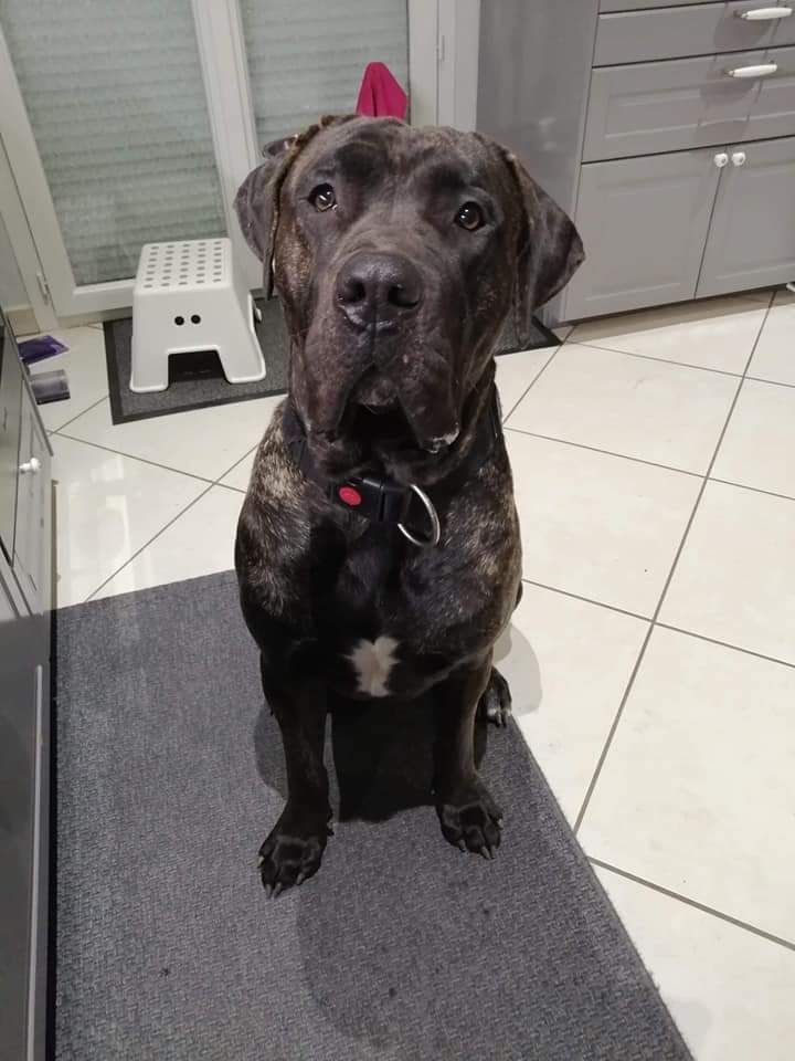 Pacco De La Huella Del Presa Canario