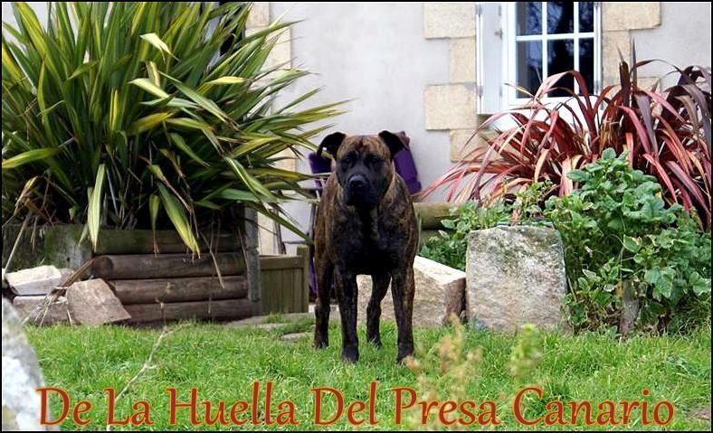 Hija De La Huella Del Presa Canario