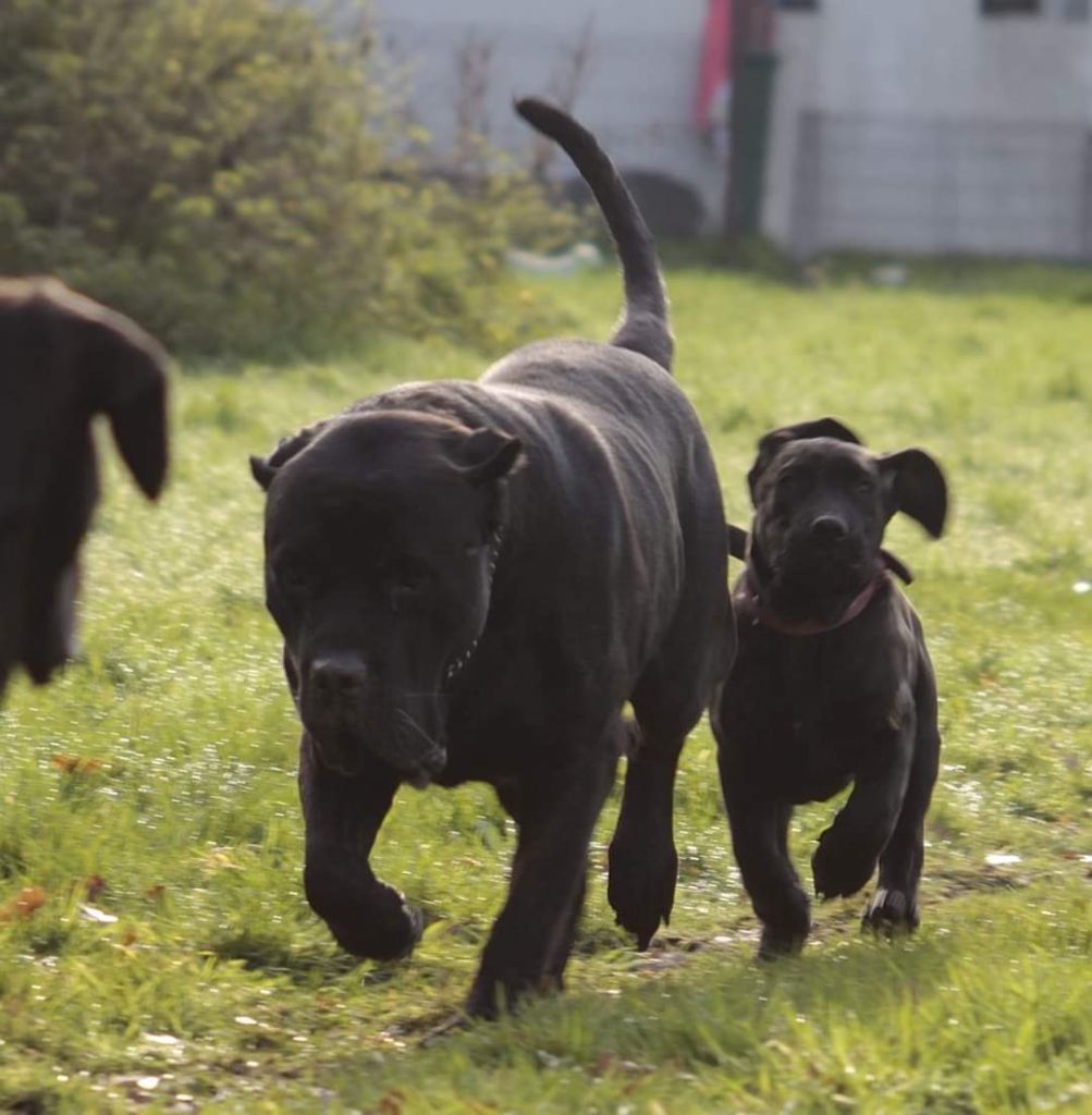 G'trust (dit gunzo) De La Huella Del Presa Canario