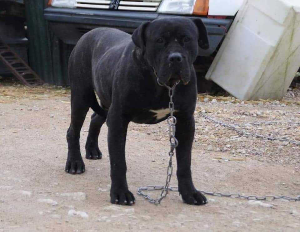 H'al pacino De La Huella Del Presa Canario