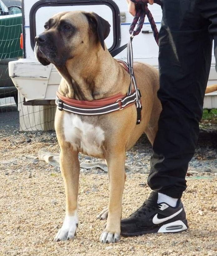 H'aby De La Huella Del Presa Canario