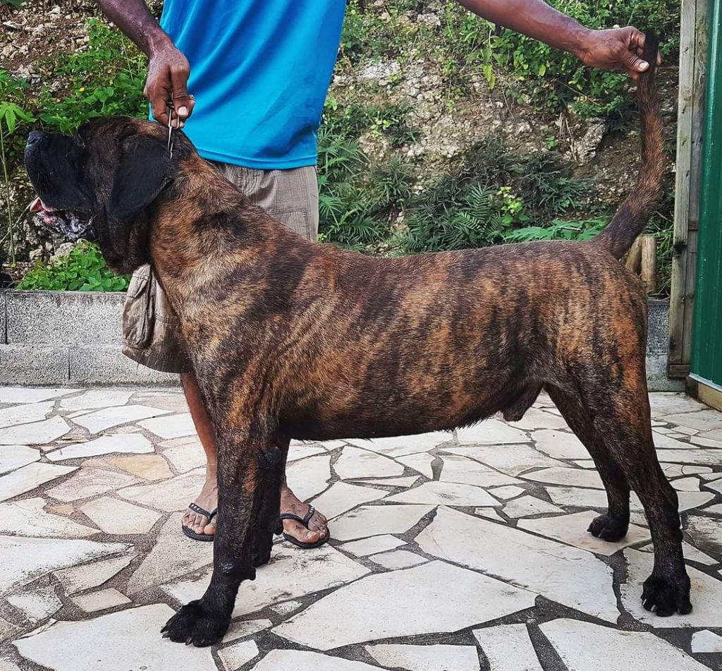 Hulko De La Huella Del Presa Canario