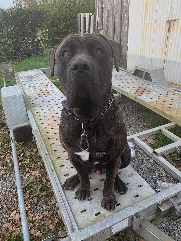 Pablo De La Huella Del Presa Canario