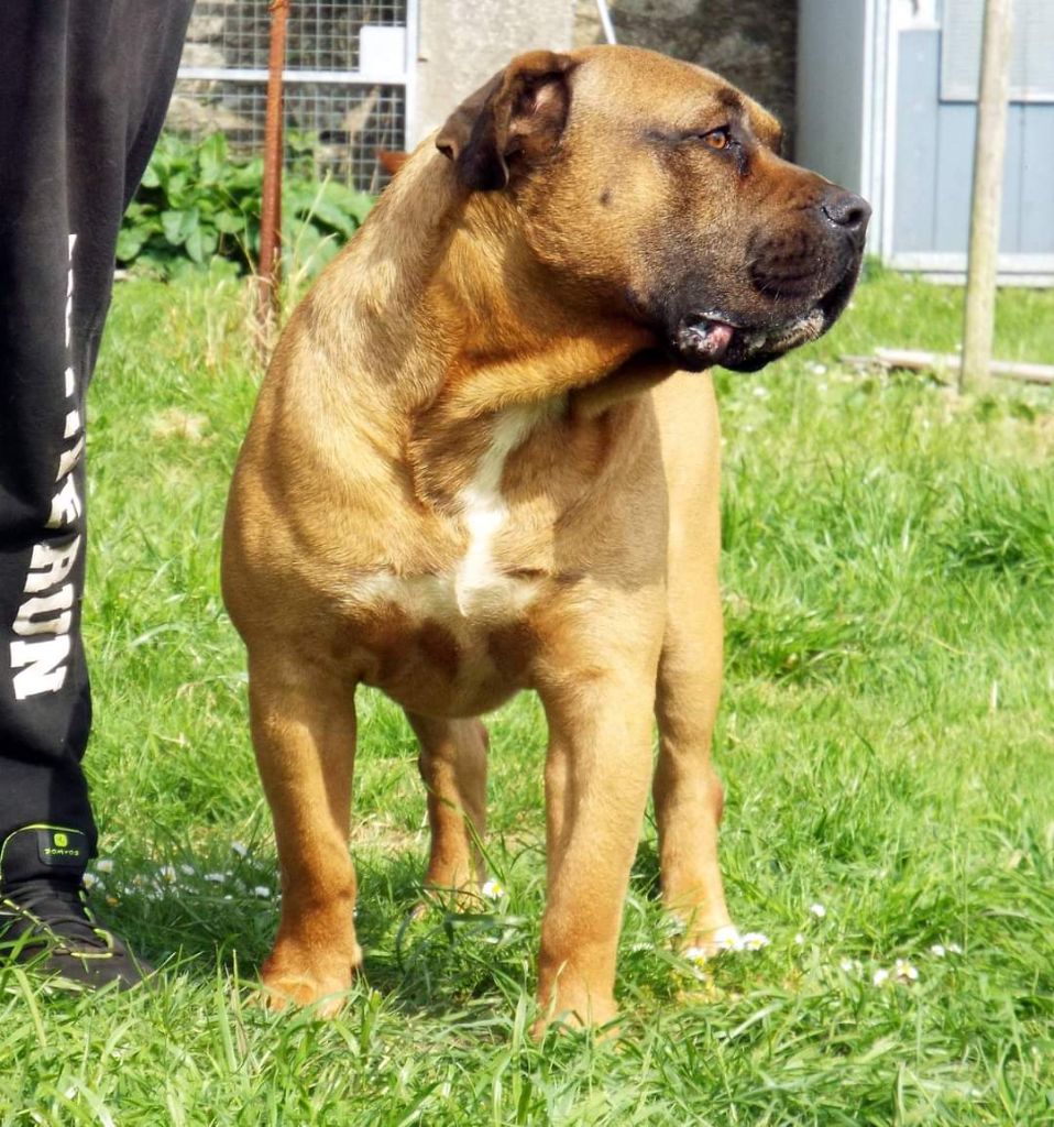 Hi'lion De La Huella Del Presa Canario