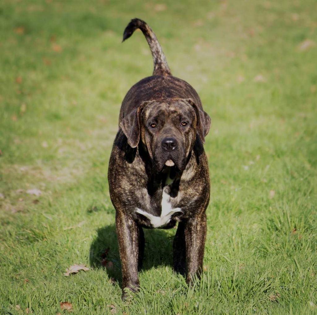 Panama De La Huella Del Presa Canario