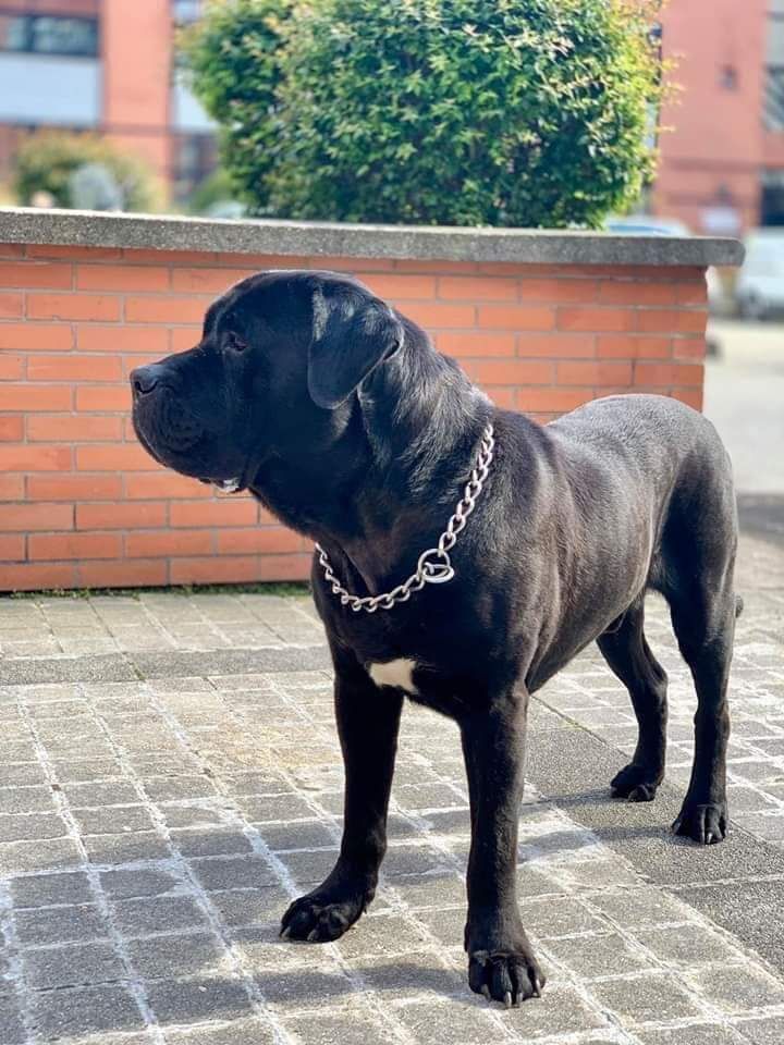 H'all black De La Huella Del Presa Canario