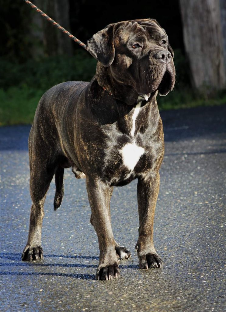 Puerto De La Huella Del Presa Canario