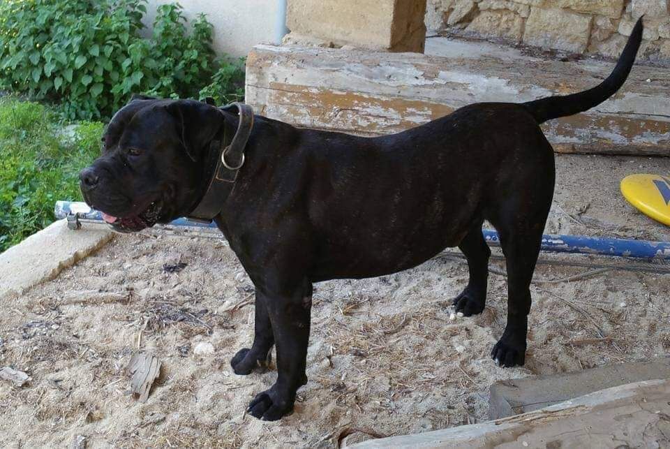 H'el condor De La Huella Del Presa Canario