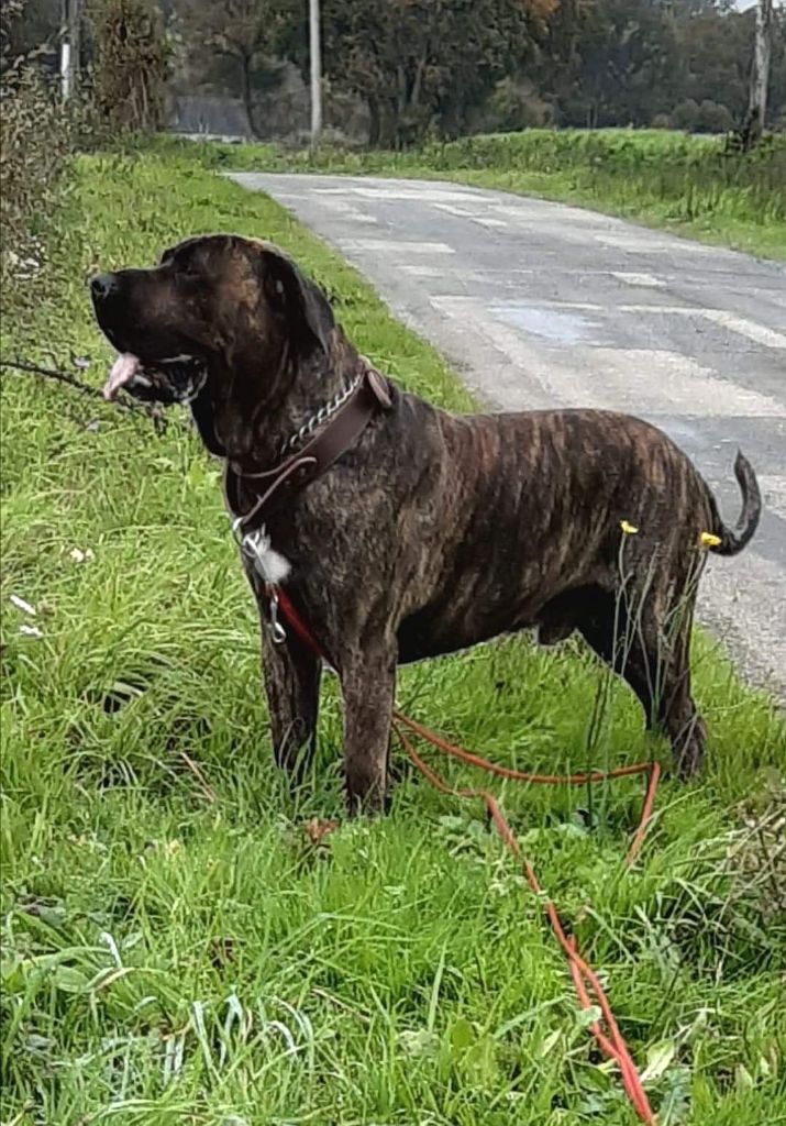 Pongo De La Huella Del Presa Canario