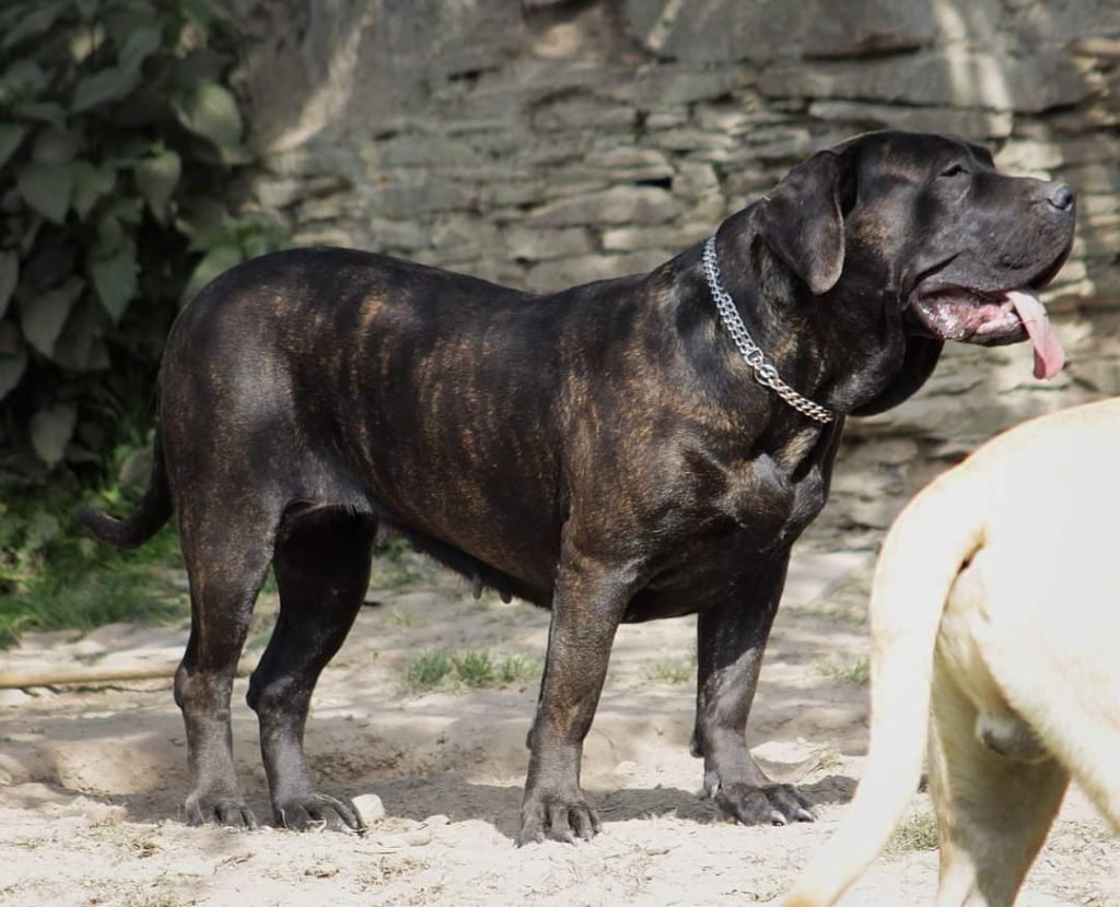 Ruby-bulls De La Huella Del Presa Canario