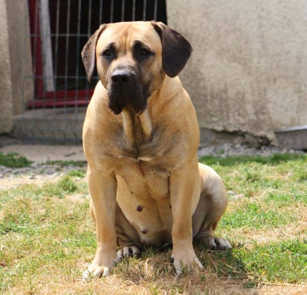 Shelby De La Huella Del Presa Canario
